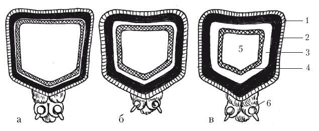 Схематический поперечный разрез тела молочной а шерстной б и мясной в - фото 5