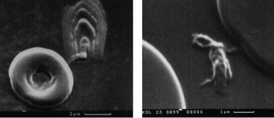 Микрофотографии 5 6 Животная клетка в крови человека Слева одна из форм - фото 3
