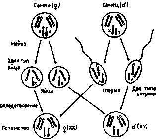 Рис 11 Детерминация пола половых хромосом Дано по Л И Корочкину 2002 - фото 5