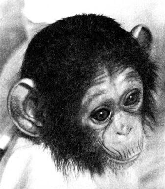 Лицо зеркало души Это образное выражение вполне применимо к шимпанзе Даже - фото 98