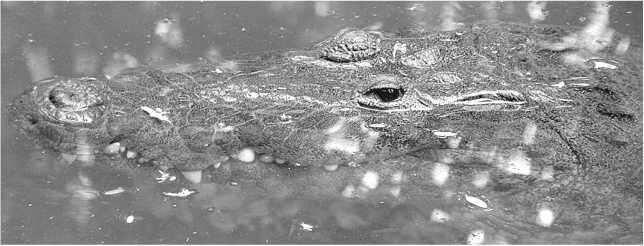 Крокодил Морелета Благодарности Появление этой книги стало возможным - фото 1