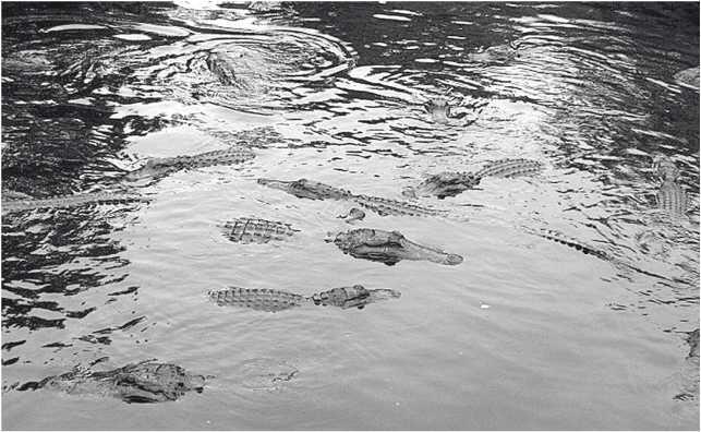 Брачный танец миссисипских аллигаторов Глава 2 Alligator mississippiensis - фото 4