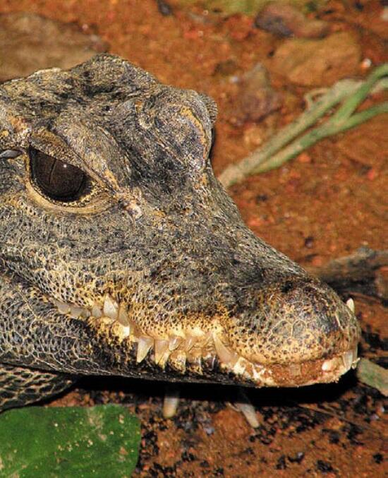 Центральноафриканский карликовый крокодил Габон Карликовый крокодил играет с - фото 128