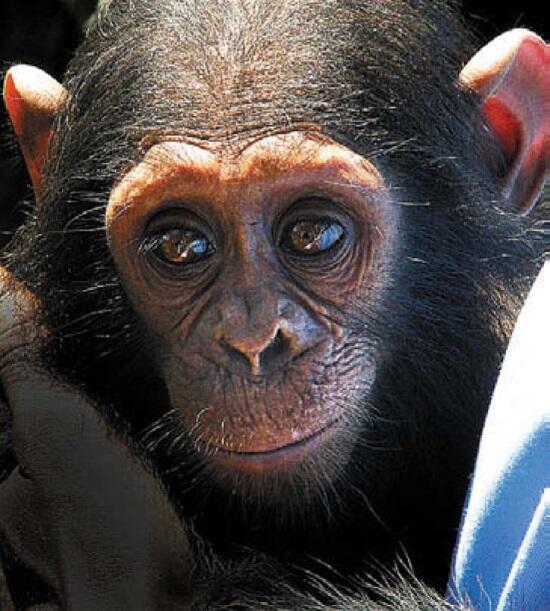 Шимпанзенок осиротевший по вине браконьеров Камерун Цапля с детенышем - фото 131