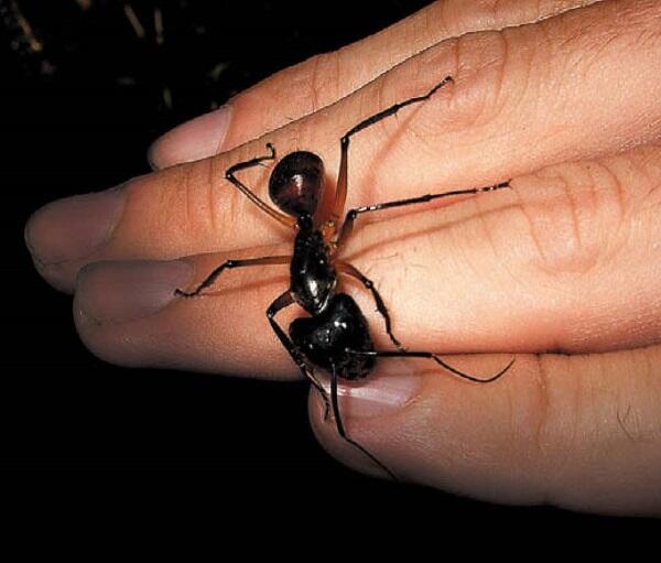 Гигантский муравей Национальный парк Керинчи Суматра Осьминогмимик - фото 137