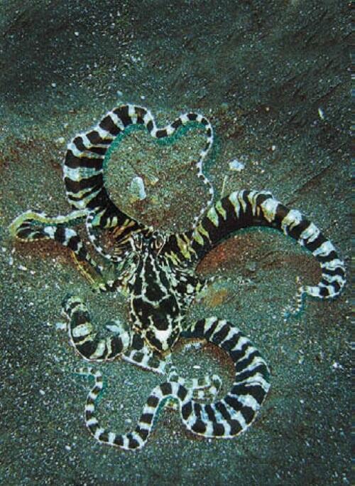 Осьминогмимик притворяется актинией Пролив Лембех Индонезия Гребнистый - фото 138