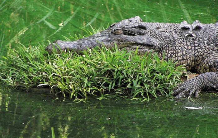 Гребнистый крокодил наслаждается мягкой подушкой в жаркий день Острова - фото 139
