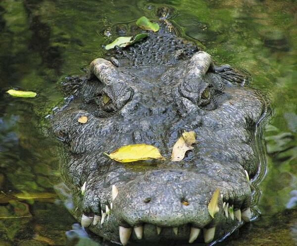 Гребнистые крокодилы очень хорошо умеют подкрадываться к жертве изпод воды - фото 141