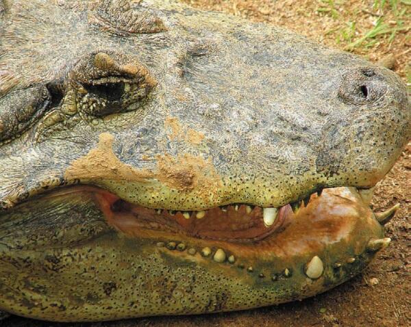 Сиамский крокодил Мадрасский крокодиловый банк Индия Старый широкомордый - фото 142