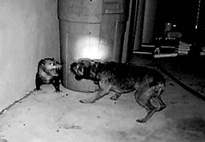Рис 9 Гигантская крыса с лёгкостью выигрывает бой у дворовых кобелей Вороны - фото 11