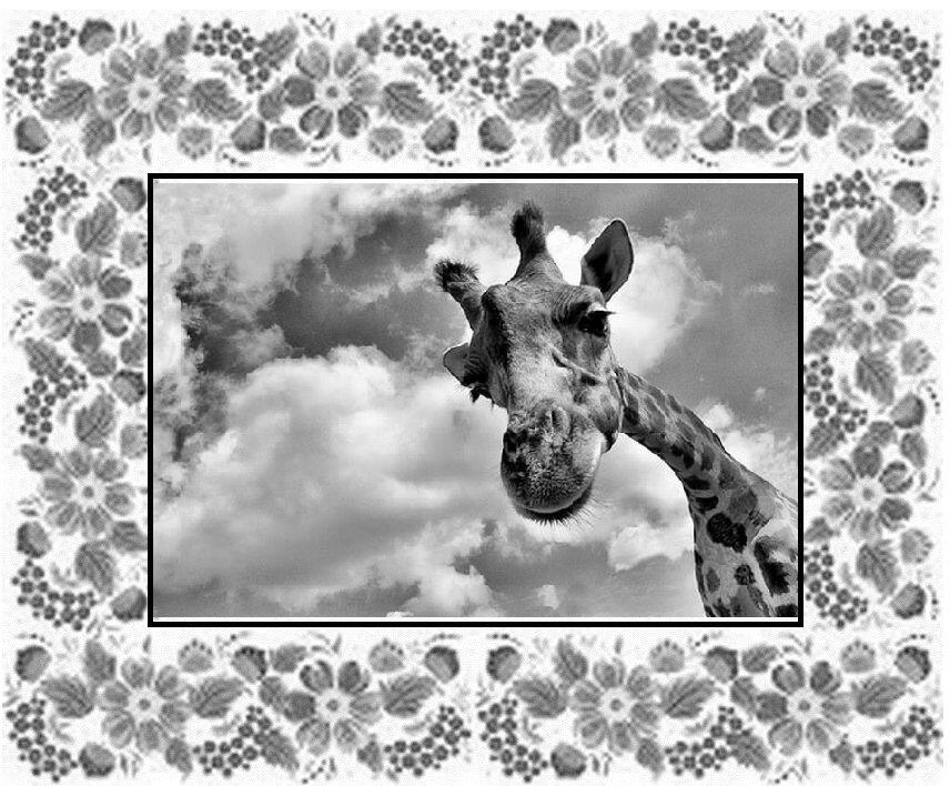В те самые времена когда жирафов на земле ещё в помине не было родился у - фото 5